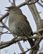 dunnock2.jpg