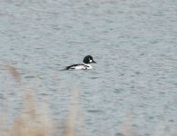 Common Goldeneye.jpg