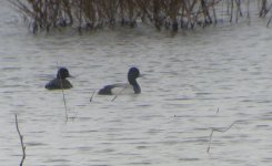 lesser-scaup-012.jpg