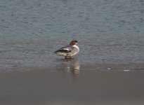 Common Merganser.jpg