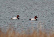 Common Pochard.jpg