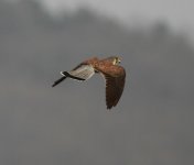 Eurasian Kestrel.jpg