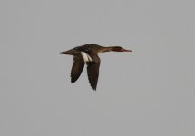 Red-breasted Merganser.jpg