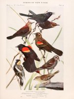 red-winged blackbird .jpg