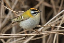 firecrests (1 of 3) (Small).jpg