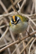 firecrests (2 of 3) (Small).jpg