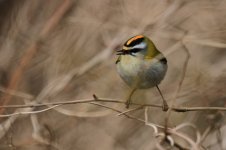 firecrests (3 of 3) (Small).jpg