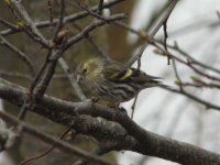 Whit siskin (800x602).jpg