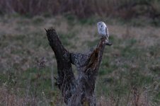 barn owl new 3.jpg