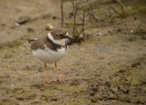 DSCN3301 Moulting LRP, Pui O.jpg