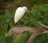 DSCN3307 C Egret, Pui O.jpg