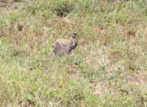 squatter pigeon granite gorge 3 4 13 (10).JPG