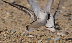 DSC06732 (2) ringed plover fight (1024x608).jpg