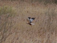 Marsh Harrier.jpg