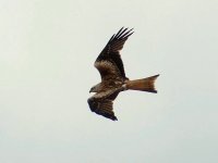 Red Kite.jpg