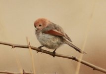 Vinous-throated Parrotbill.jpg