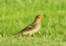 Red-throated Pipit_0002.jpg