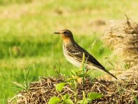 Red-throated Pipit_0003.jpg