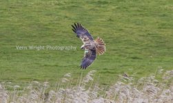 marsh harrier.jpg