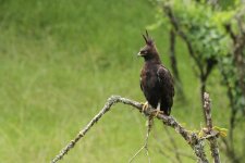 Long-crested Eagle.jpg