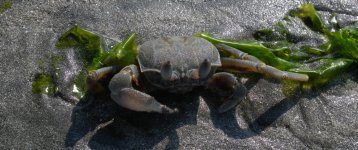 DSCN3441 Large Ghost Crab.jpg