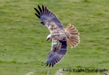 marsh harrier.jpg