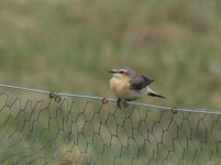 Wheatear_Girdle Ness_200413a.jpg