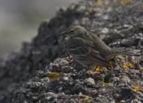 Rock Pipit_Girdle Ness_200413a.jpg