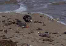 Turnstone_Girdle Ness_200413a.jpg