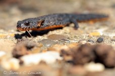 eAlpine-Newt_Birdbrook-reserve_200413_JCL_1524.jpg