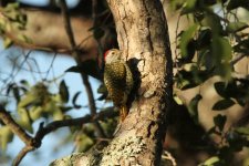 Green-backed Woodpecker.jpg