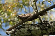 European Nightjar.jpg