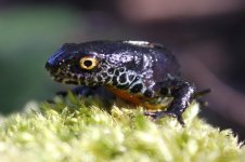 2013_04_20_Alpine_Newt (7) (800x533).jpg