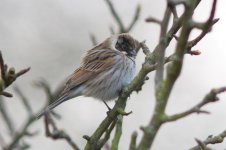 Reed Bunting IMG_9582 web.jpg