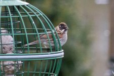 Reed Bunting IMG_9564.jpg