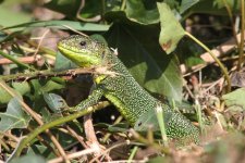 2013_04_21_Green_Lizard (5) (640x427).jpg