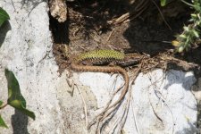 2013_04_21_Wall_Lizard (1) (640x427).jpg