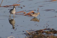 Yellowlegs_and2.jpg