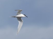 Sandwich Tern_Girdle Ness_050513a.jpg