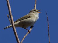 Willow Warbler_Girdle Ness_050513a.jpg