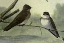 rough winged swallows.jpg