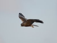 Marsh Harrier, Strumpshaw, 2013-04-21_1.jpg