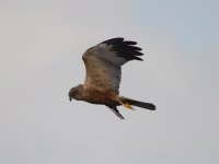 Marsh Harrier, Strumpshaw, 2013-04-21_2.jpg