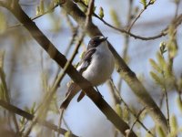 Pied Flycatcher, Hemsby, 2013-04-21.jpg