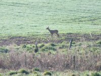 ROE DEER (2).JPG