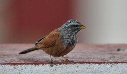 House Bunting (Tétouan).jpg