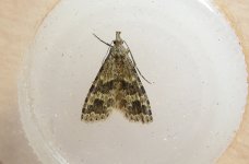 Moth Garden Rochford Standard 004.jpg