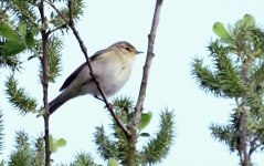 Chiffchaff 13 may 1 s.jpg