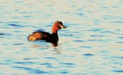 Little grebe 13 may 1 s.jpg