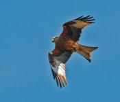 Derwent R_Red Kite 2 Lee Steadman.jpg